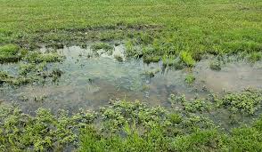 Standing water in grass